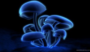 fluorescence61
