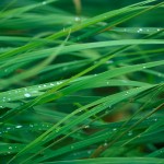 leopardgrassblades