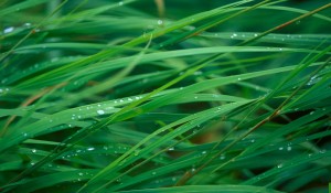 leopardgrassblades