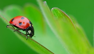leopardladybugonleaf